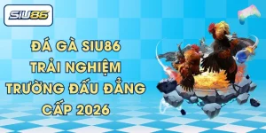 Đá Gà SIU86 | Trải Nghiệm Trường Đấu Đẳng Cấp 2026