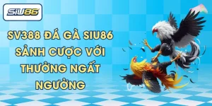 SV388 Đá Gà SIU86 – Sảnh Cược Với Thưởng Ngất Ngưởng